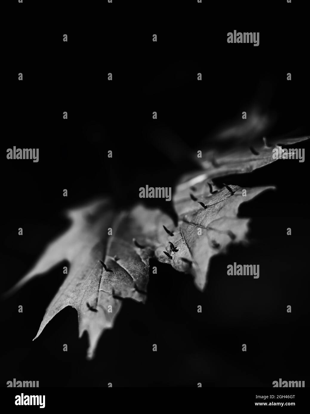 A grayscale shot of a damaged maple leaf Stock Photo - Alamy