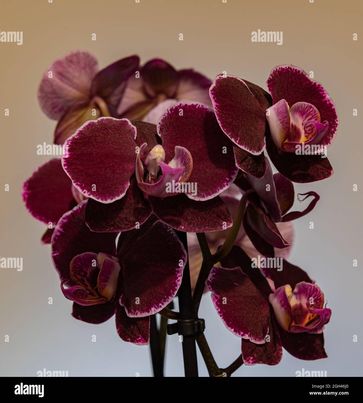 Tropical rainforests plants hi-res stock photography and images - Alamy