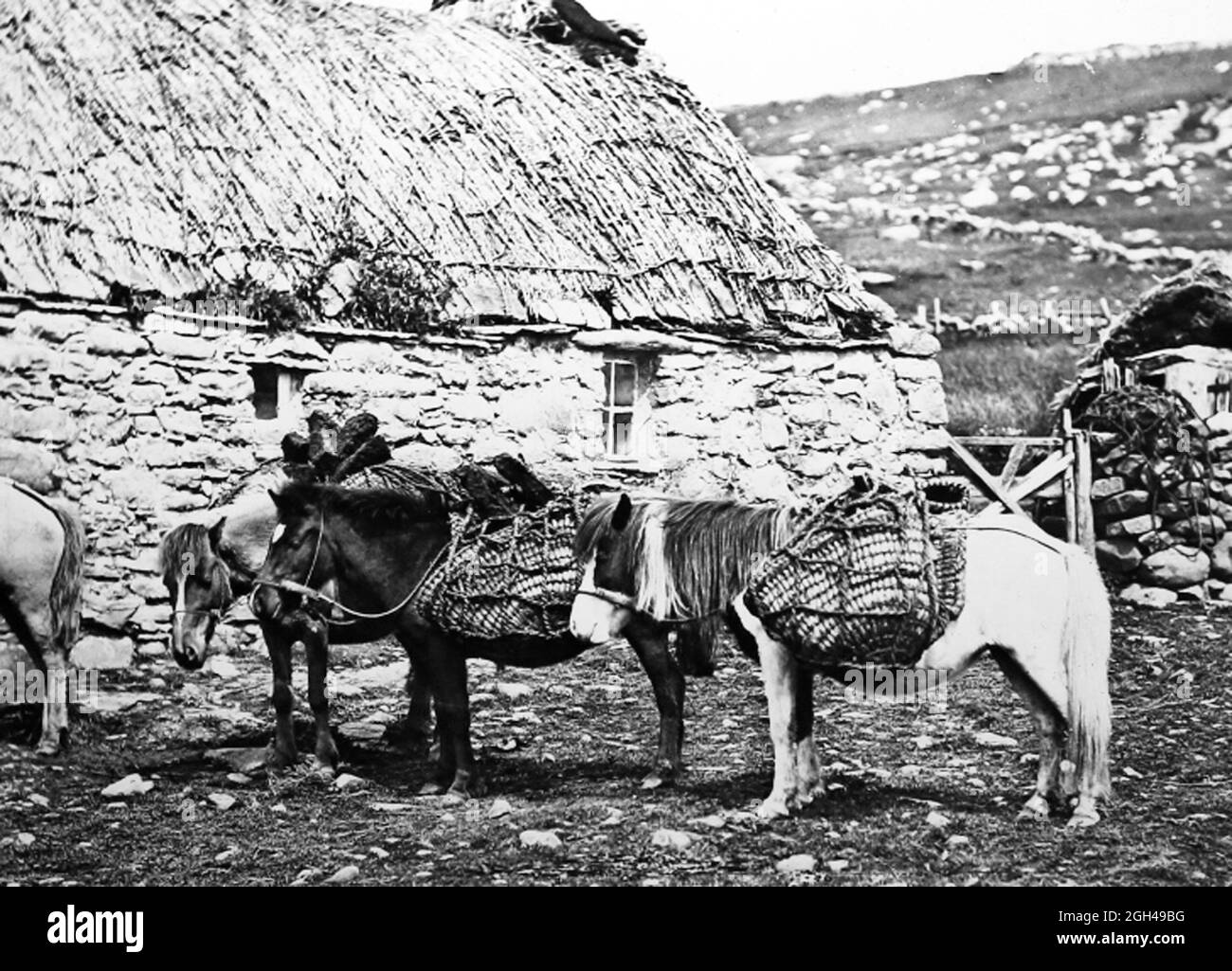 Shetland ponies and a croft, Shetland Isles, Scotland, Victorian period Stock Photo
