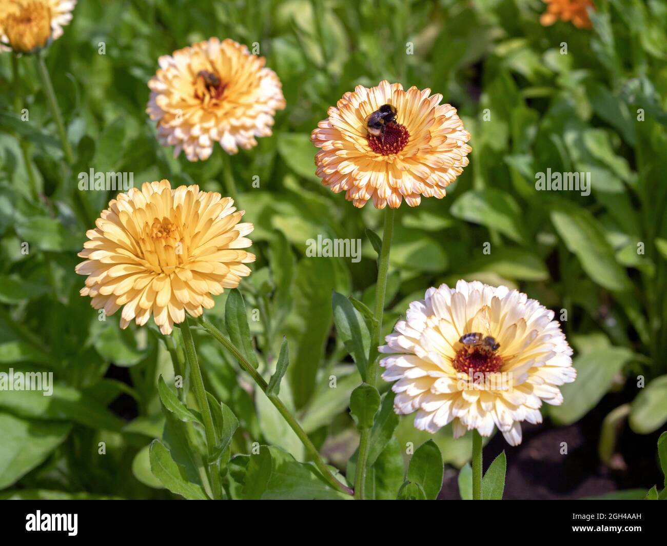 Pacific apricot beauty hi-res stock photography and images - Alamy