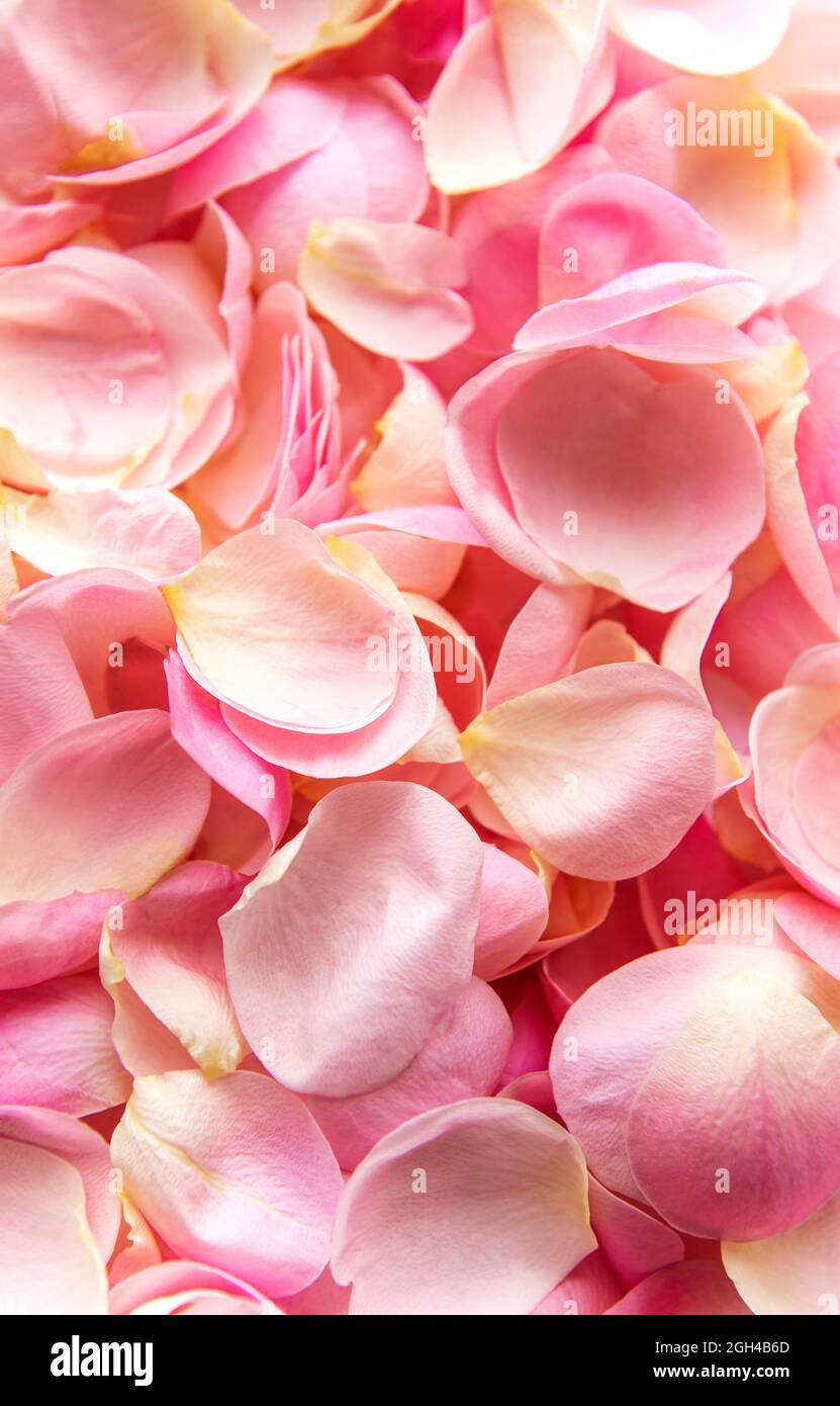 Petals falling from rose hi-res stock photography and images - Alamy
