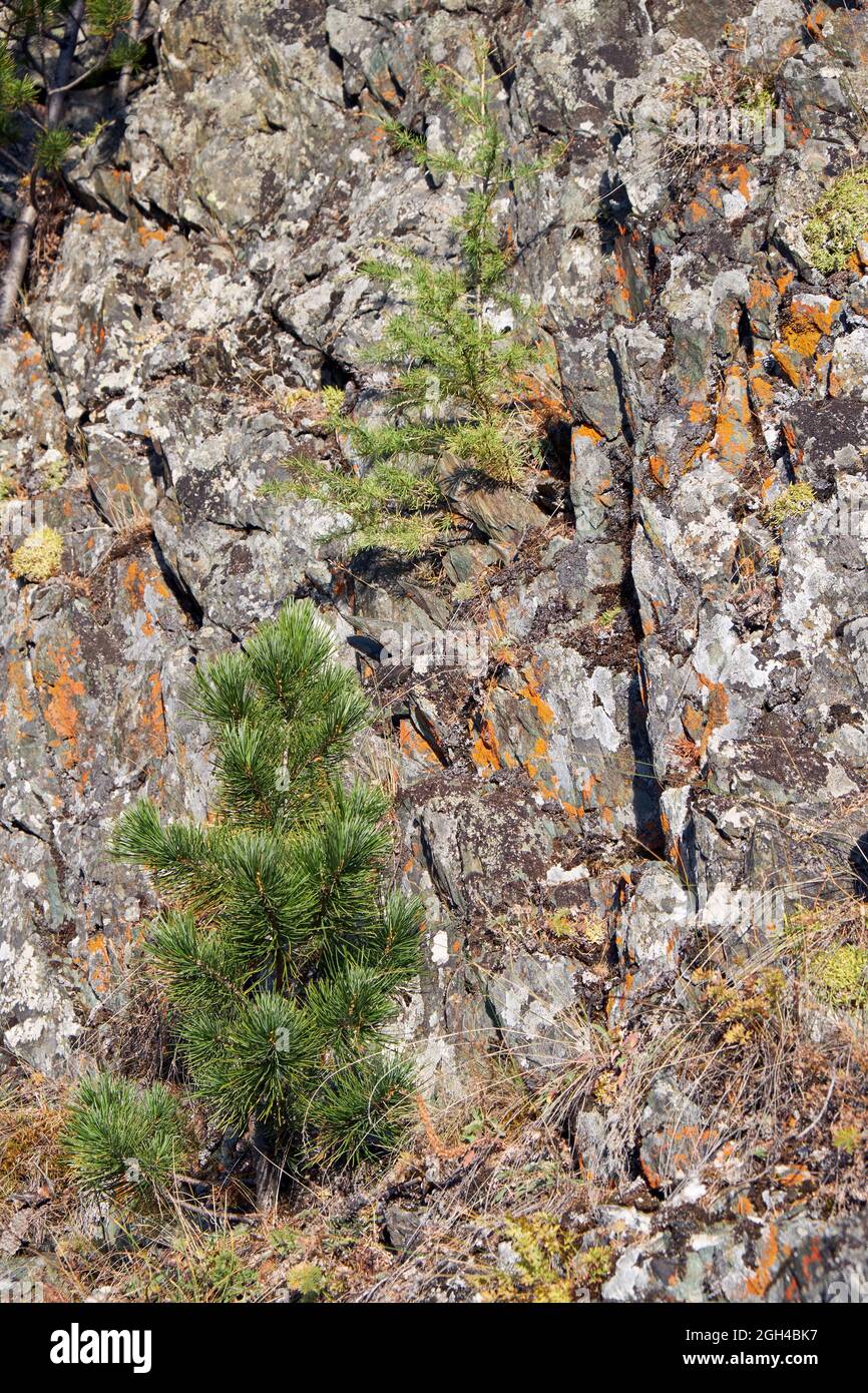 Altai autumn landscape with stones and  cedar tree. Altai, Siberia, Russia Stock Photo