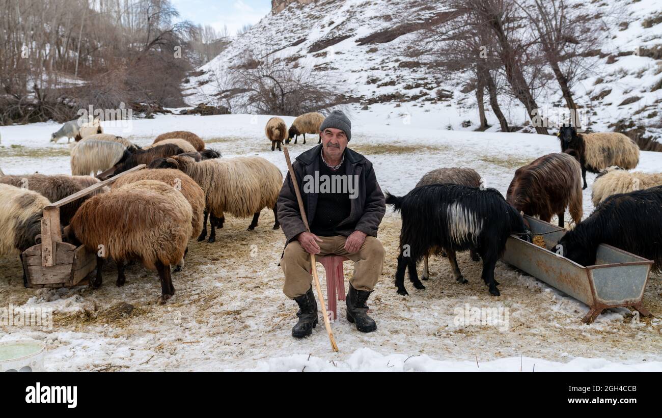 Bitlis, Turkey - February 2020: Shepherd herding his sheep in a countryside, snowy landscape Stock Photo