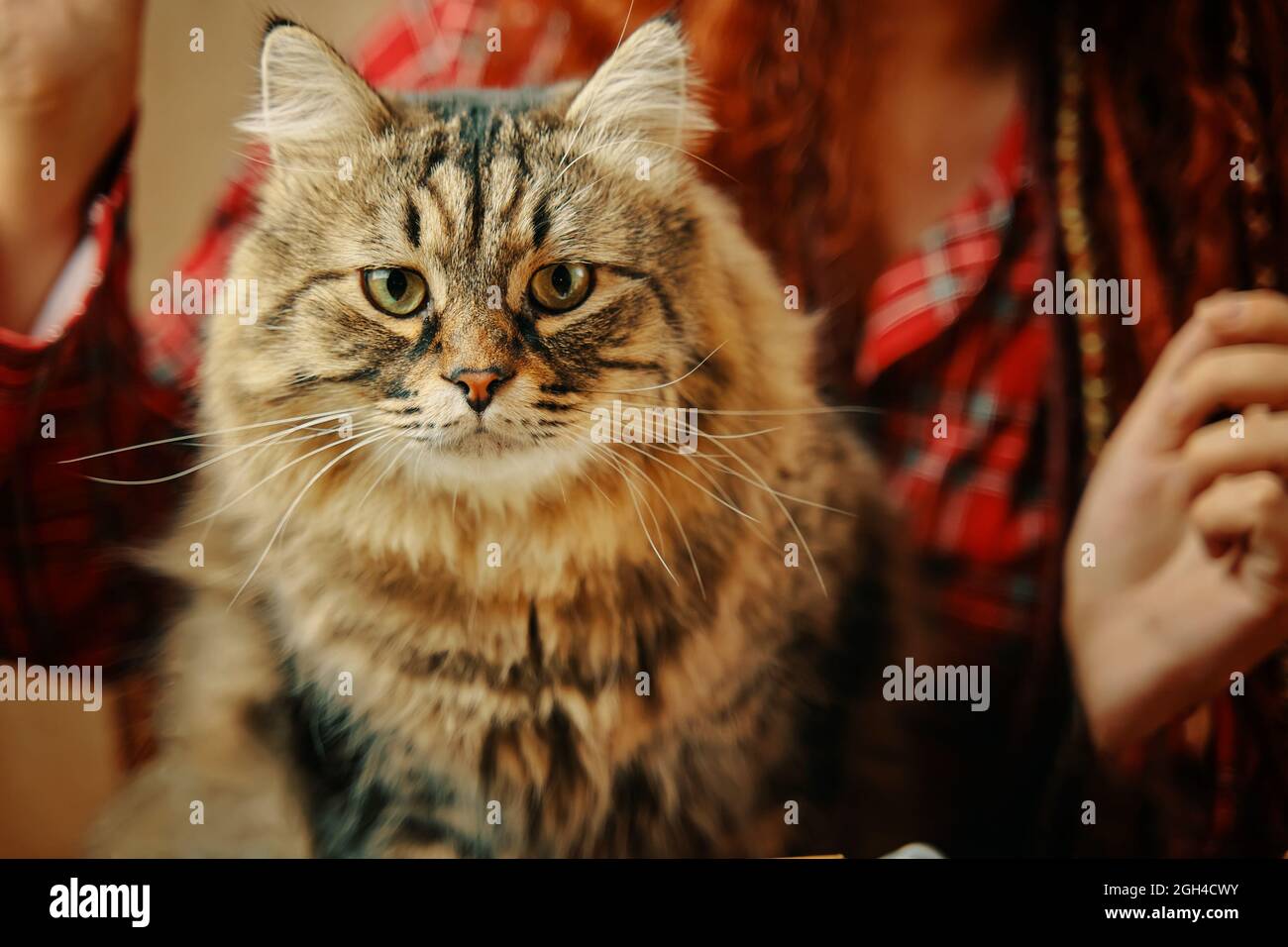 Fluffy cat looks at camera. Red haired girl in cozy plaid pajamas on the background Stock Photo Alamy