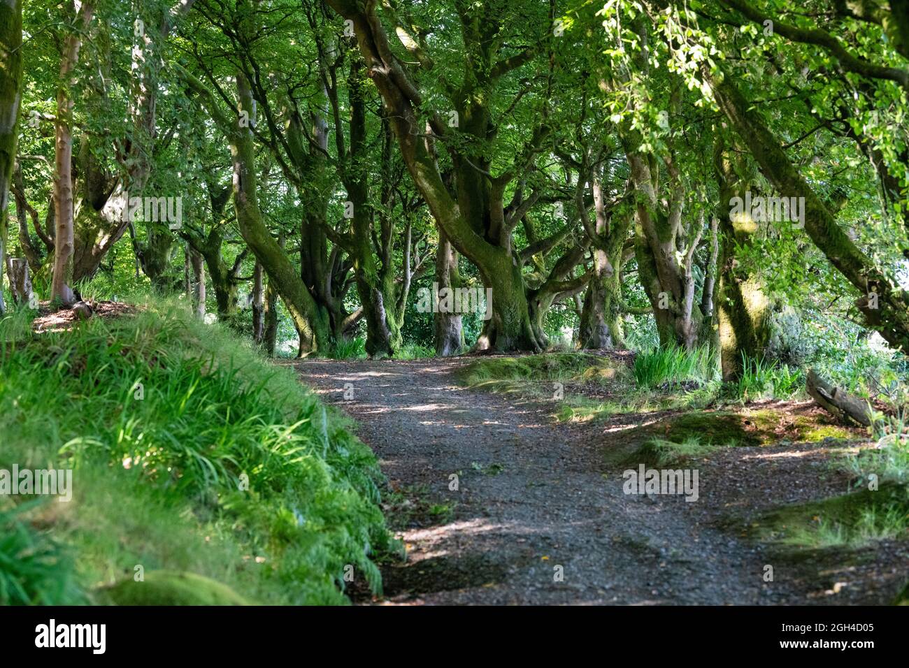 footpath leading through Bogany Wood also known as Skippers Wood, Rothesay, Isle of Bute, Argyll and Bute, Scotland, UK Stock Photo