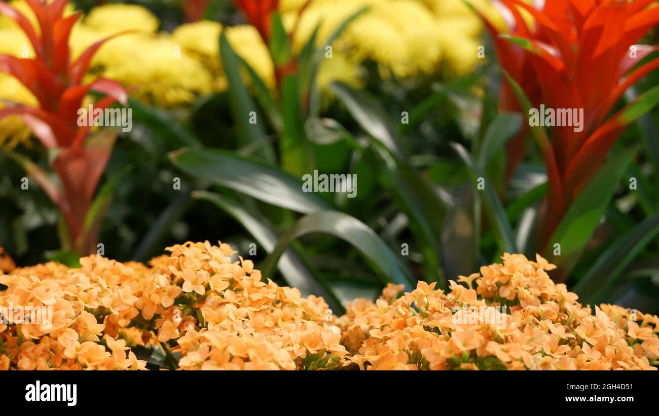 Flowers decoration for Chinese New Year. Red yellow ornamental flowerbed from chrysanthemum, hydrangea and guzmania. Multicolored bloom of juicy exoti Stock Photo
