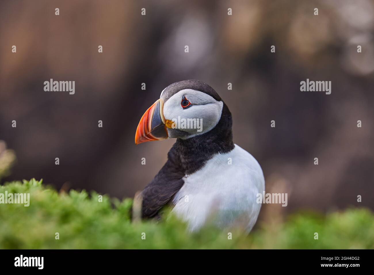 Atlantic Puffins bird or common Puffin in ocean blue background