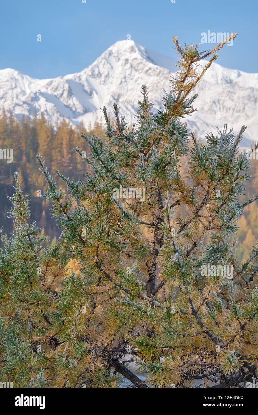 Hoarfrost on larch trees hi-res stock photography and images - Alamy