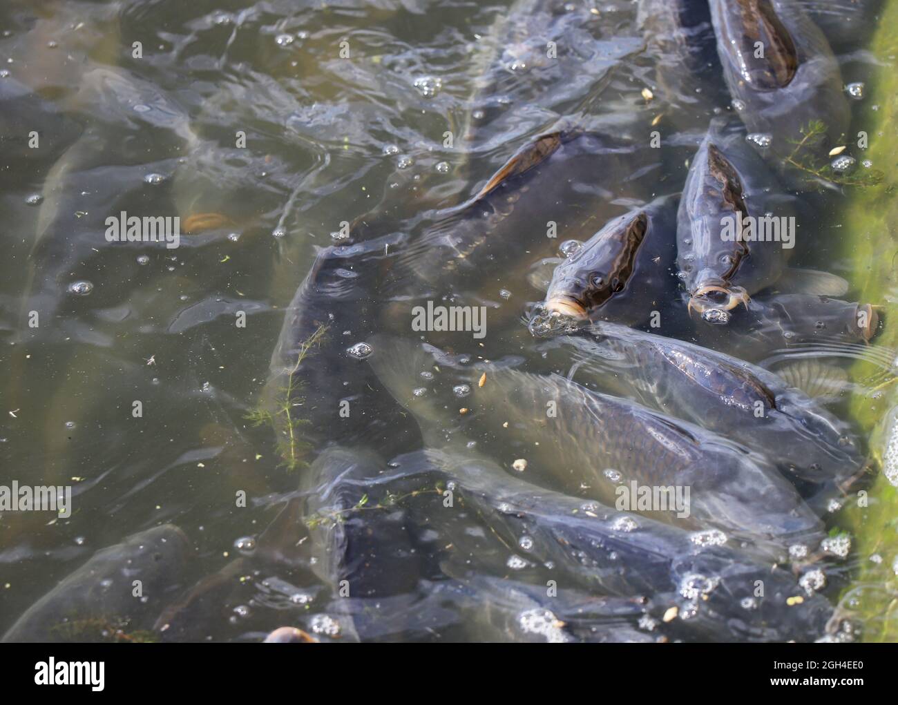 Fish farm carp, carps float to the surface of the water due to lack of oxygen in the water Stock