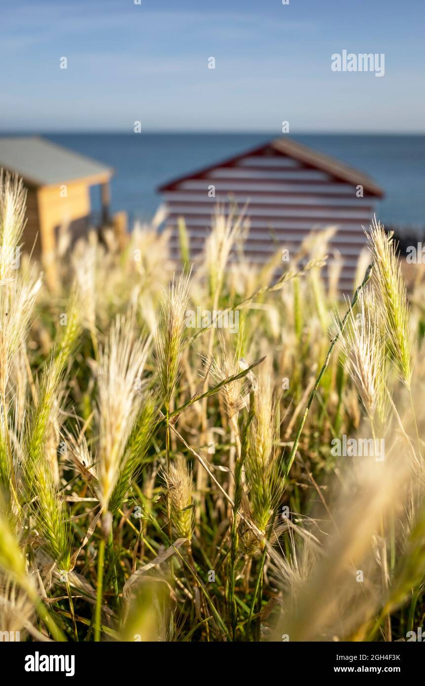 Beach huts and grasses in the sun at Tankerton in Whitstable Kent England UK Stock Photo