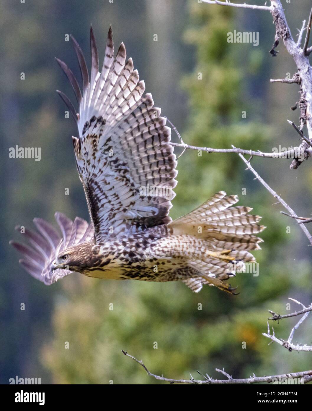 Red-tailed hawk taking flight Stock Photo