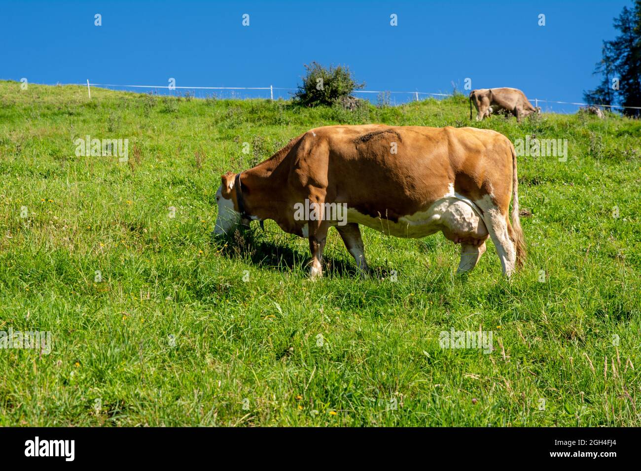 A cow grazes in a pasture in the Tyrolean Alps in Austria Stock Photo ...