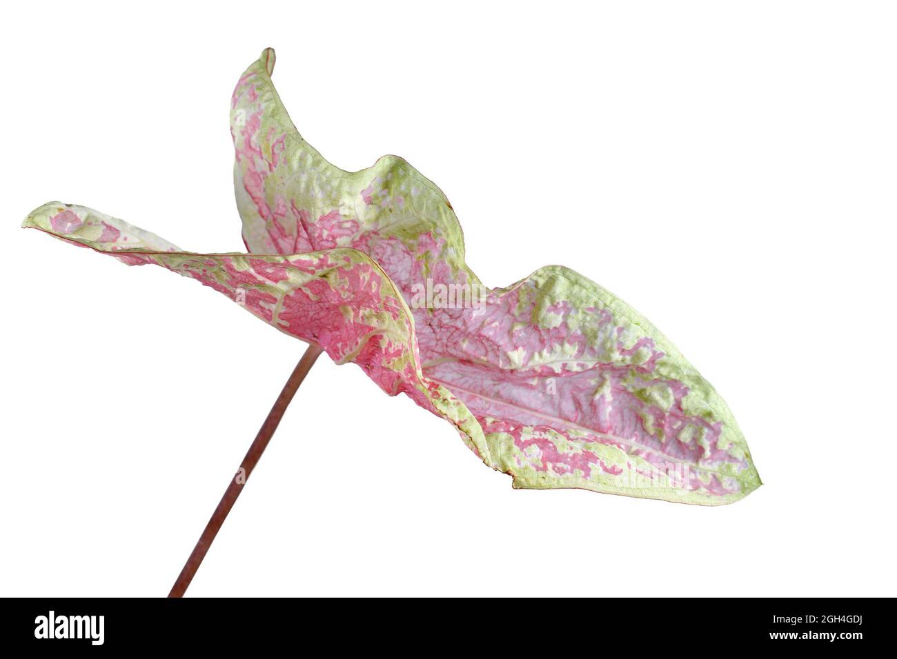 Curios leaf of a pink and yellow translucent exotic 'Caladium Seafoam Pink' houseplant on white background Stock Photo