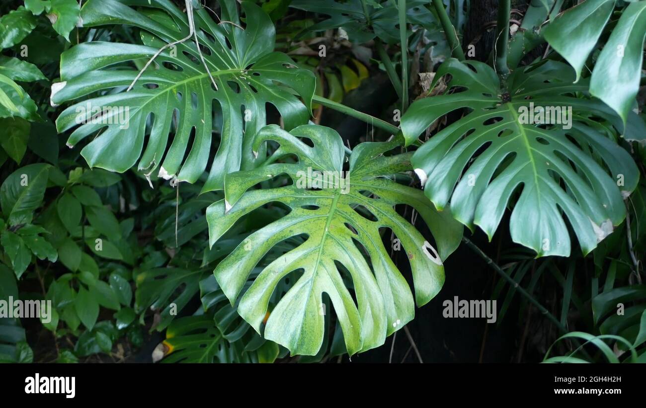 philodendron cream Philodendron Cream Splash – Okanoka main image 0