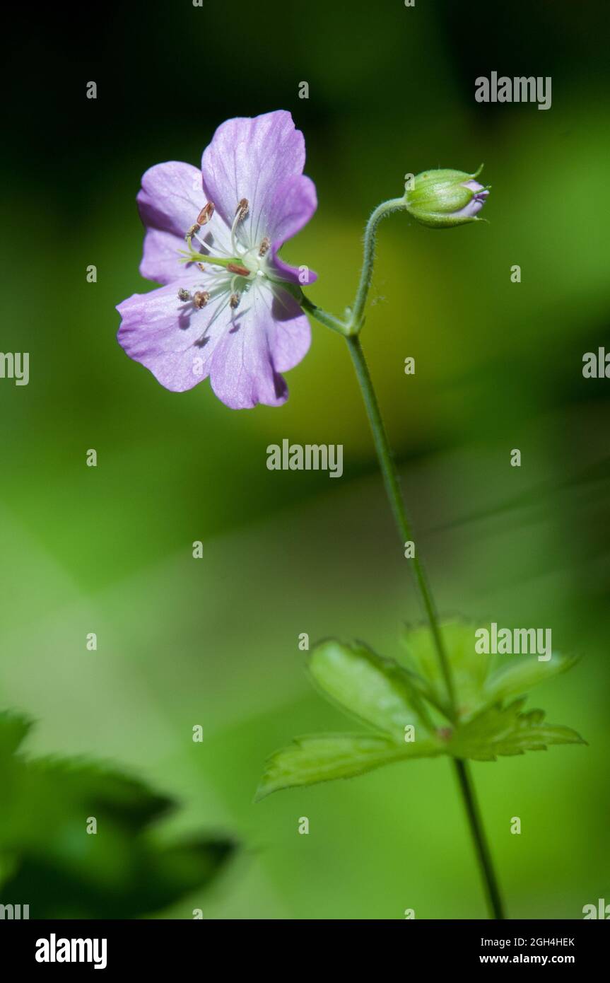 Wild Geranium from the side Stock Photo