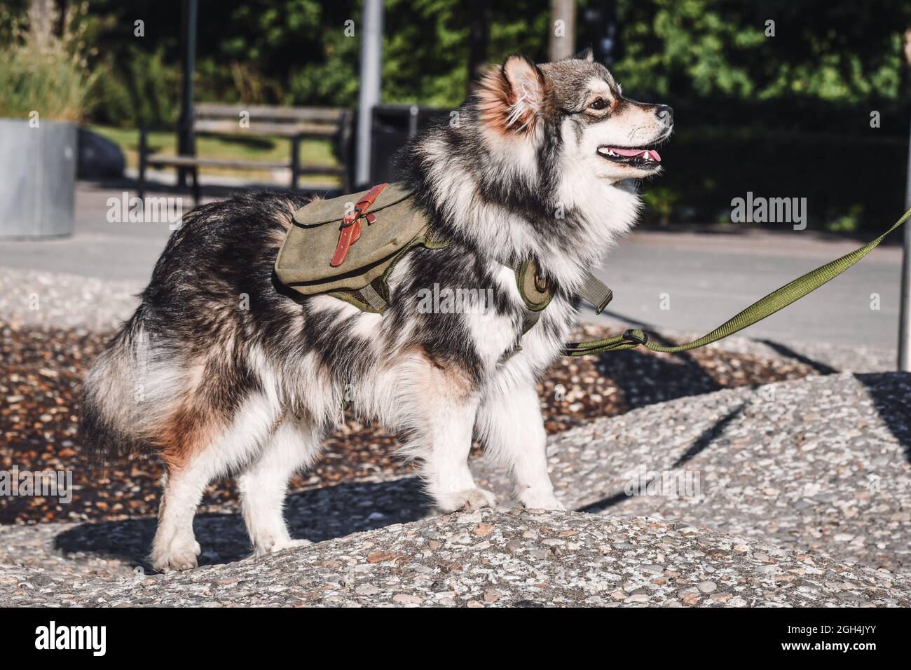 Portrait of a purebred Finnish Lapphund dog wearing a backpack in the city Stock Photo