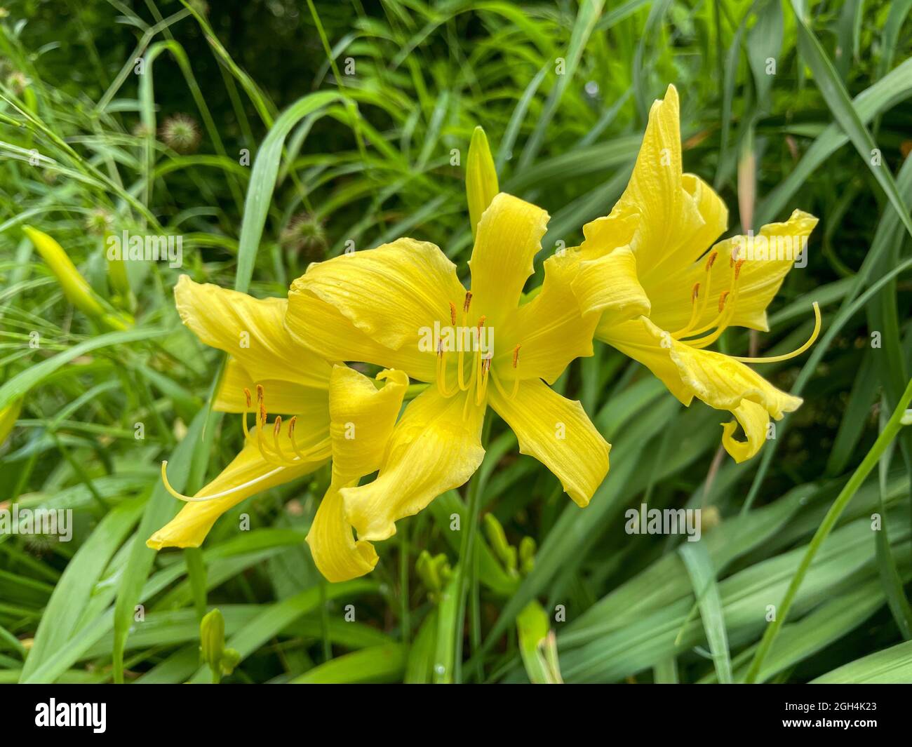 The beautiful yellow daylilies in the garden Stock Photo Alamy