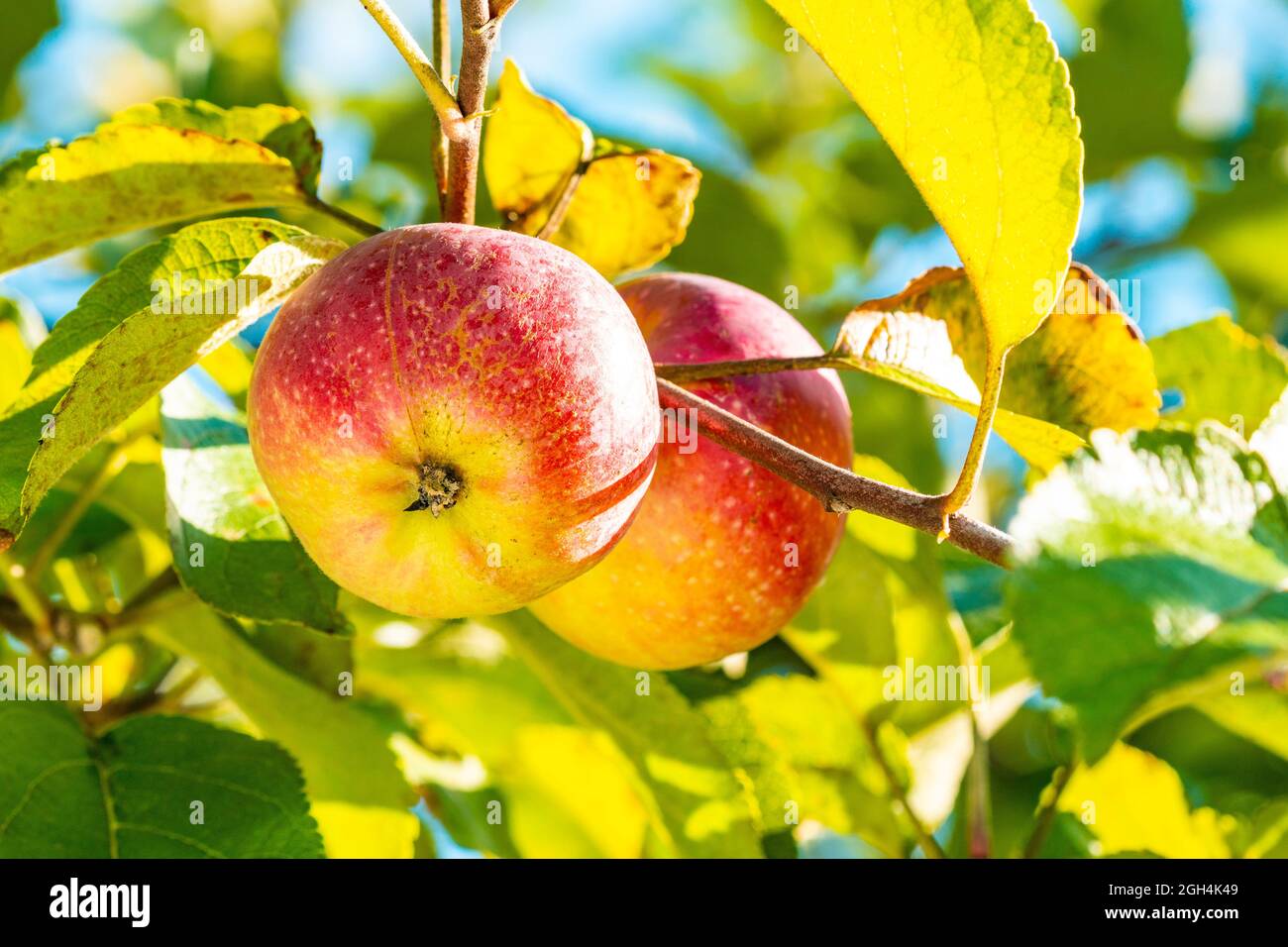 Organic apples hanging on a tree branch in an apple orchard Stock Photo ...