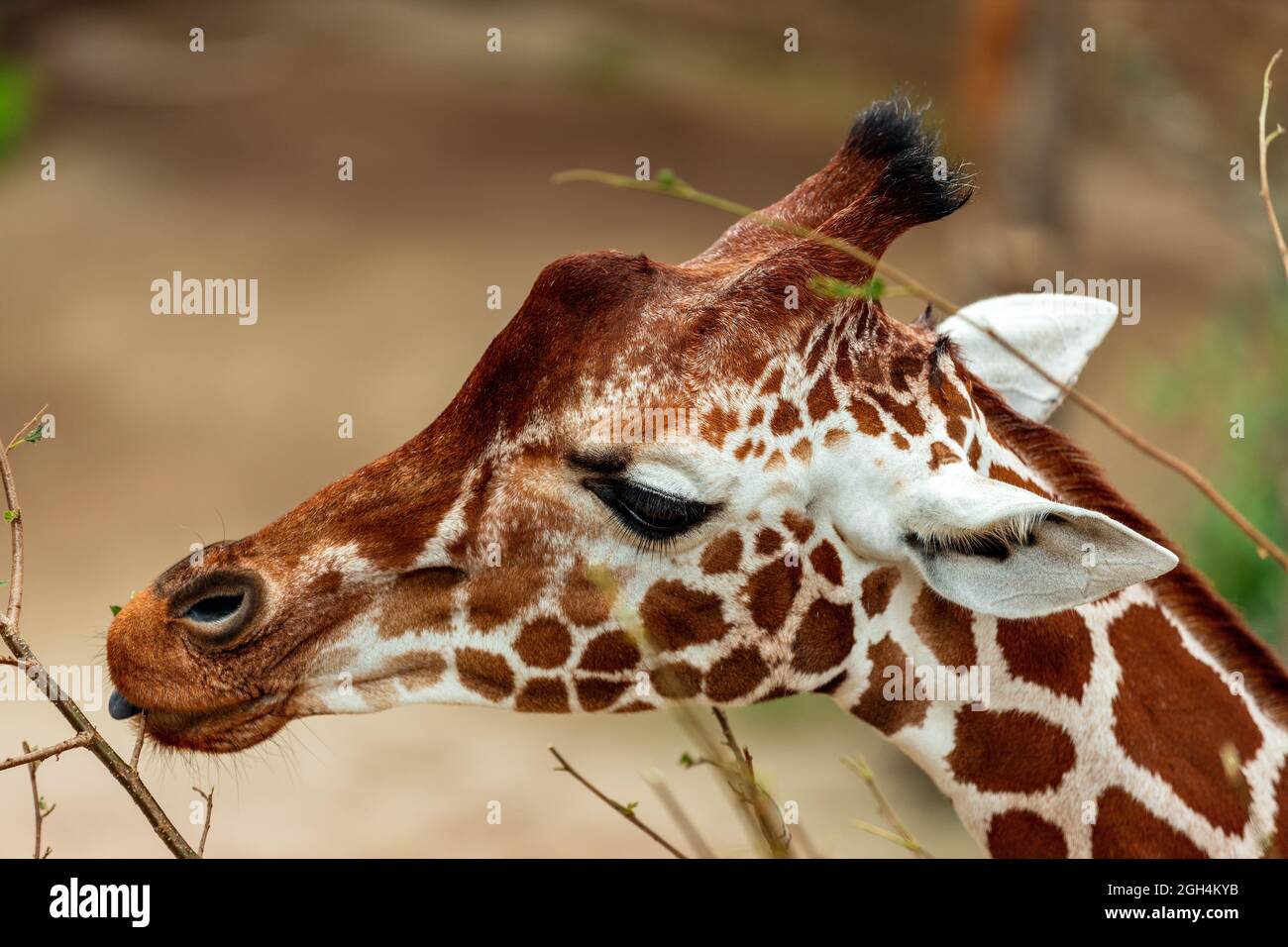Big Giraffe trees on the back Stock Photo