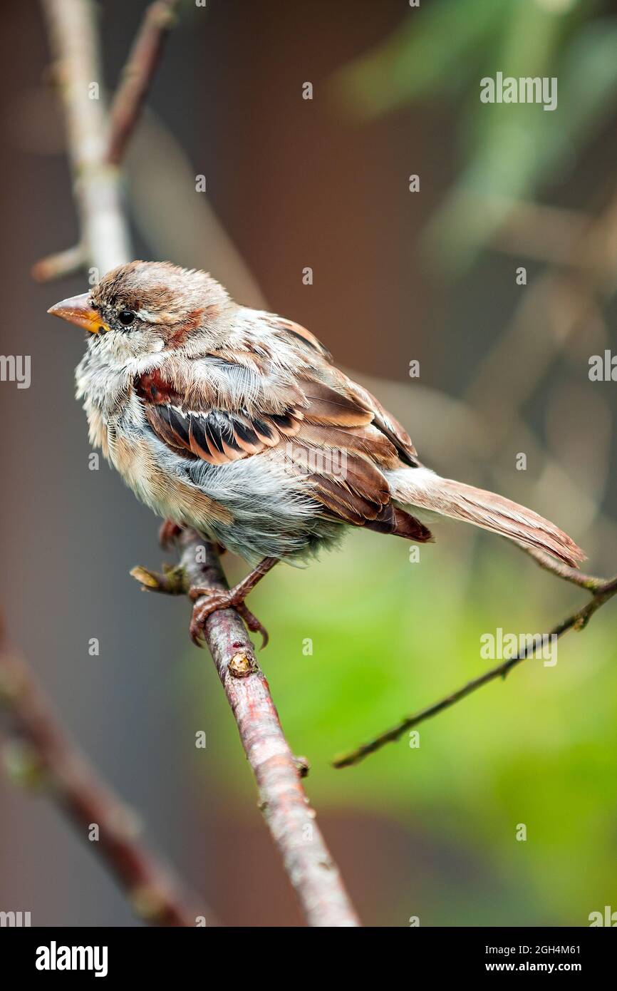 Small bird standing on a branch Stock Photo