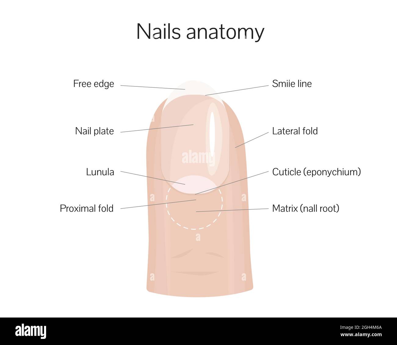 Solved] Identify the Structure and label the illustration below. C. Nail  (1... | Course Hero