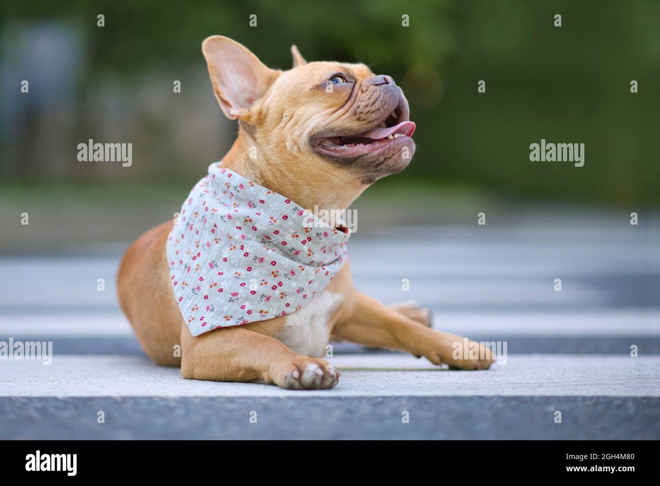 Red French Bulldog dog wearing a floral bandanna around neck Stock Photo