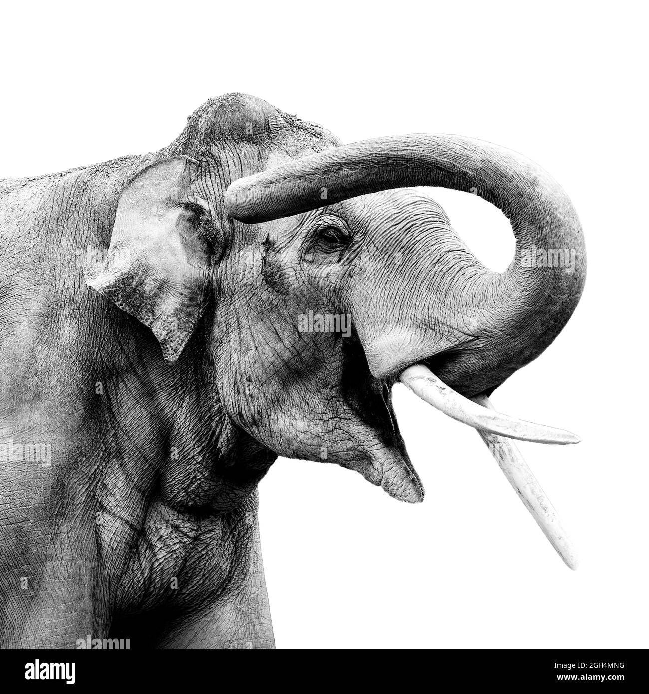 Big elephant smiling Stock Photo