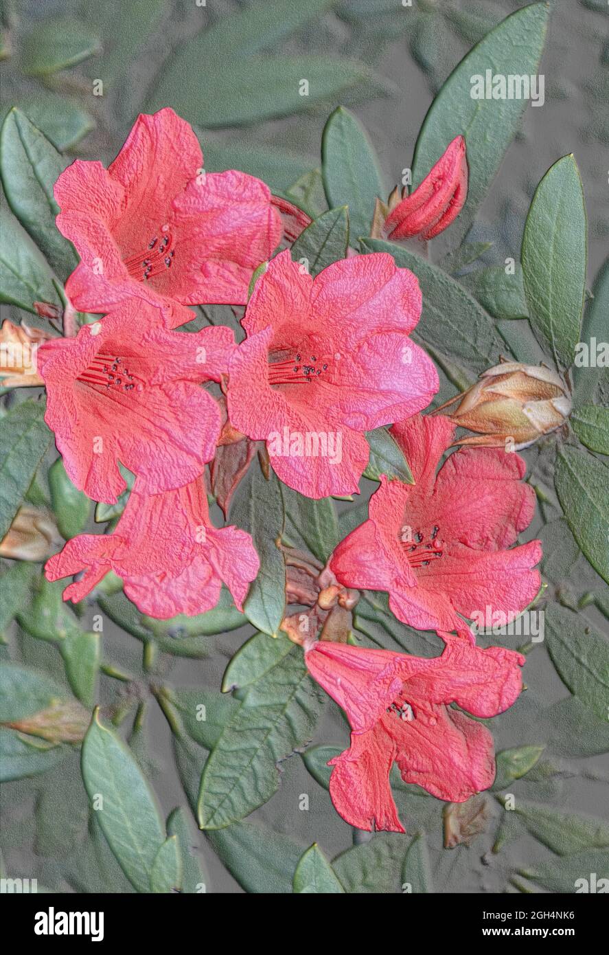 Embossed red trumpet flowers. Embossed red Rhododendron flowers. Embossed red petals digital art prints. Pretty embossed red petals art print. Stock Photo
