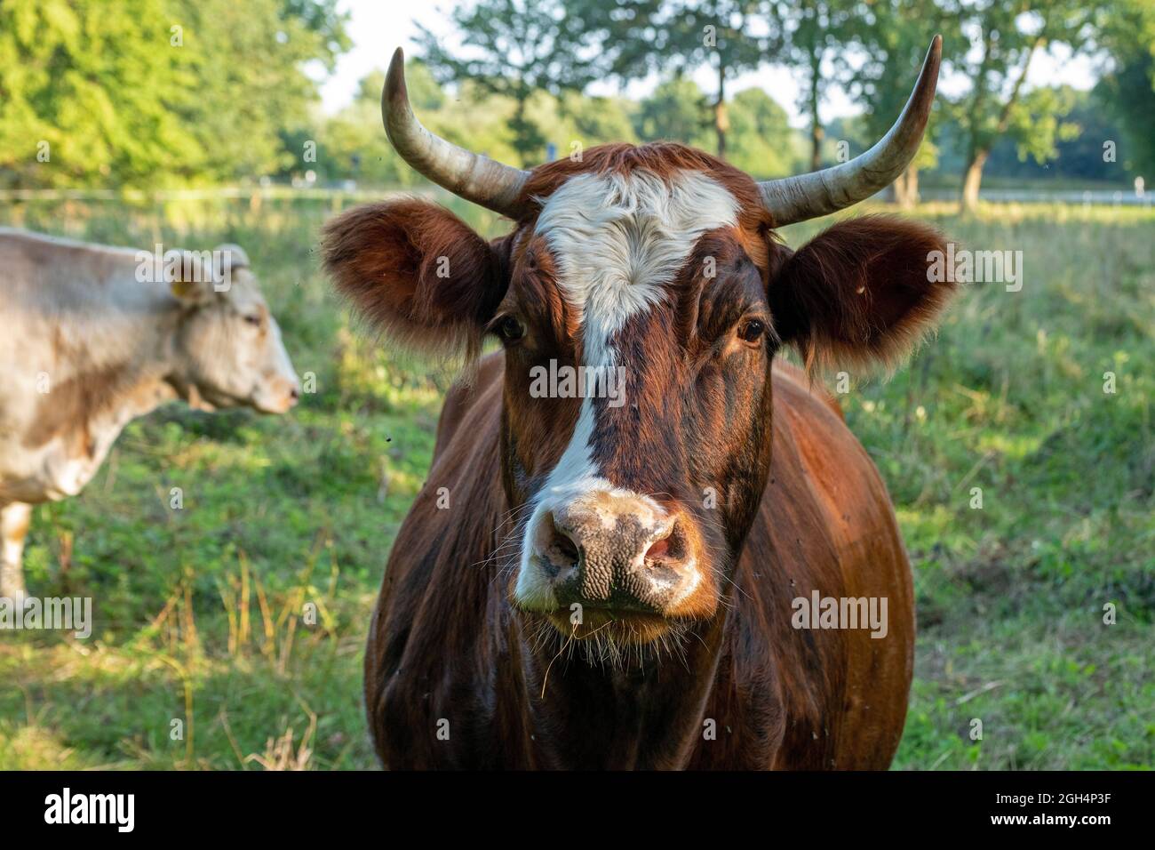 cows on a meadow, Garstedt, Lower Saxony, Germany Stock Photo