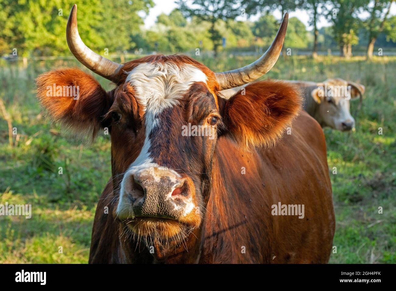 cows on a meadow, Garstedt, Lower Saxony, Germany Stock Photo