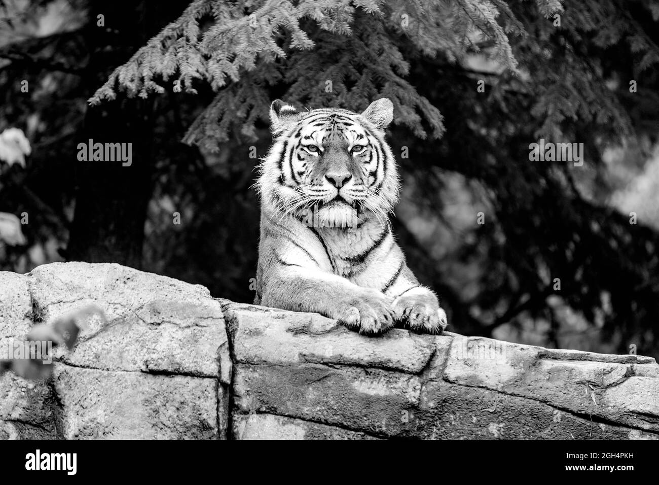 Tiger walking and chilling Stock Photo