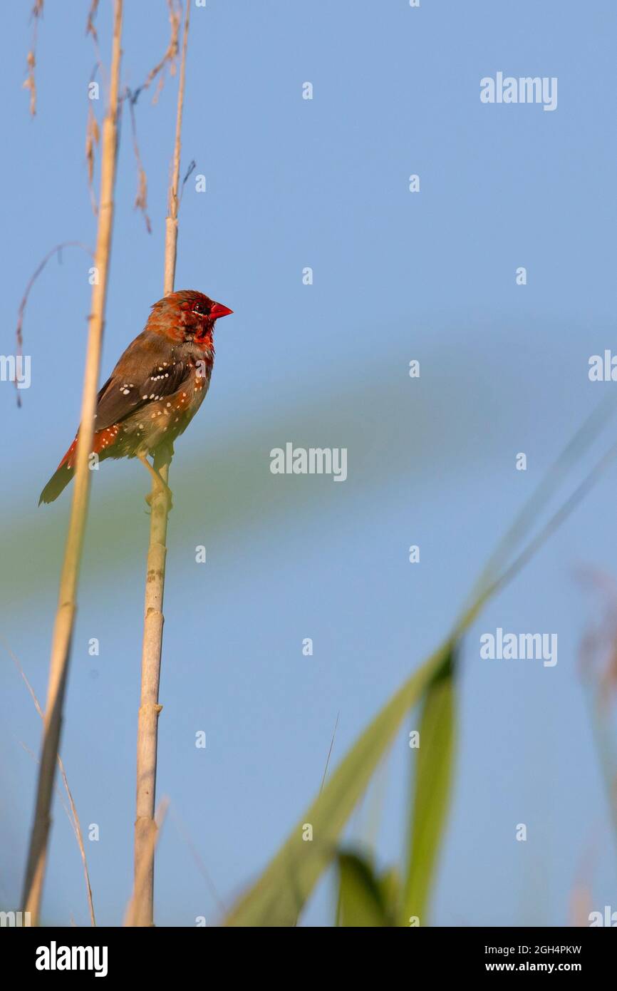 Strawberry finch (amandava amandava) in the reeds near the lake in summe Stock Photo