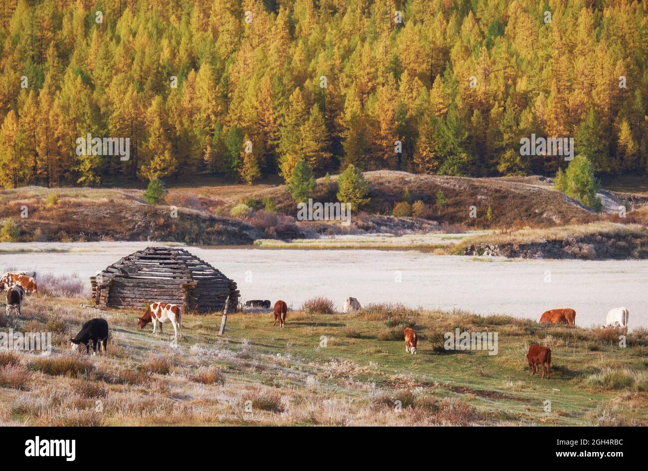 View on shepherd's house ail and herd of cows on ALtai mountain plateau Eshtykel. Altai, Siberia, Russia Stock Photo