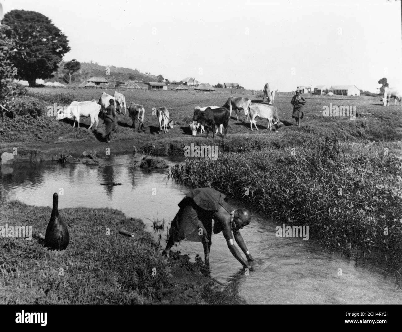 African woman farmer collecting water 1952 Stock Photo