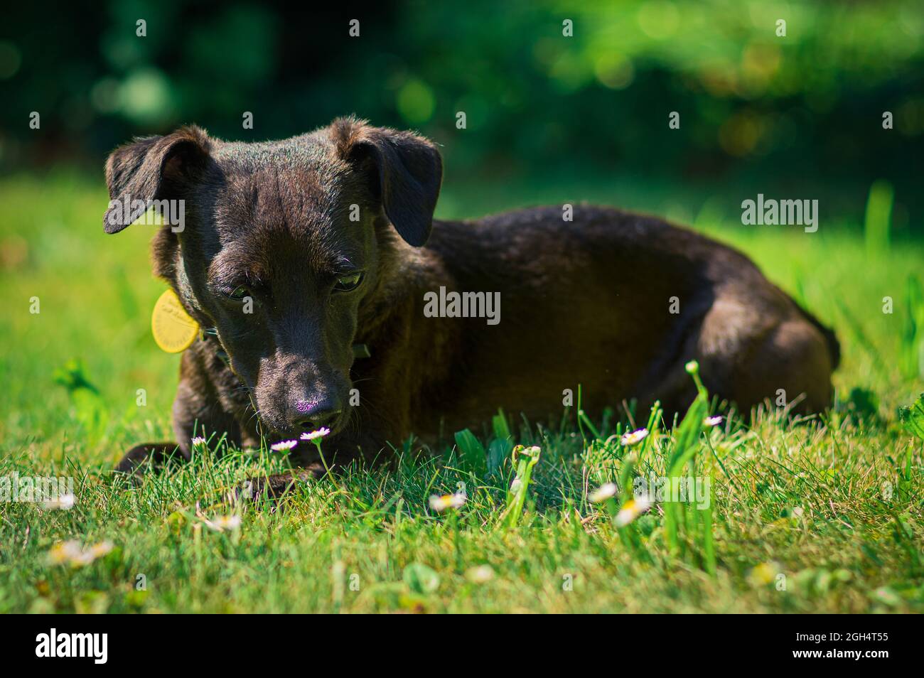A funny black dog resting on the grass Stock Photo - Alamy