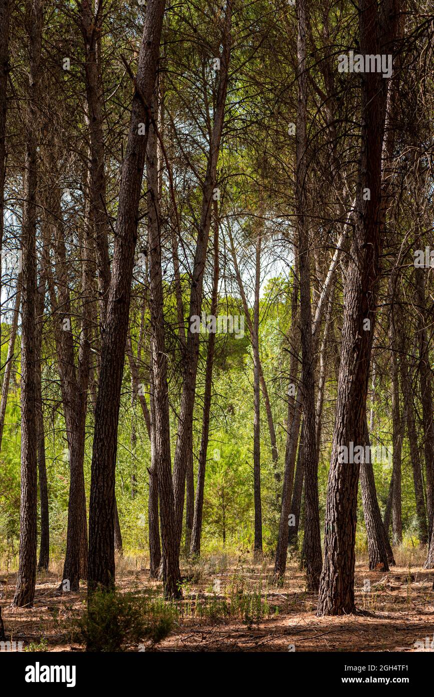 A vertical shot of trees trunks in the forest in the morning Stock ...