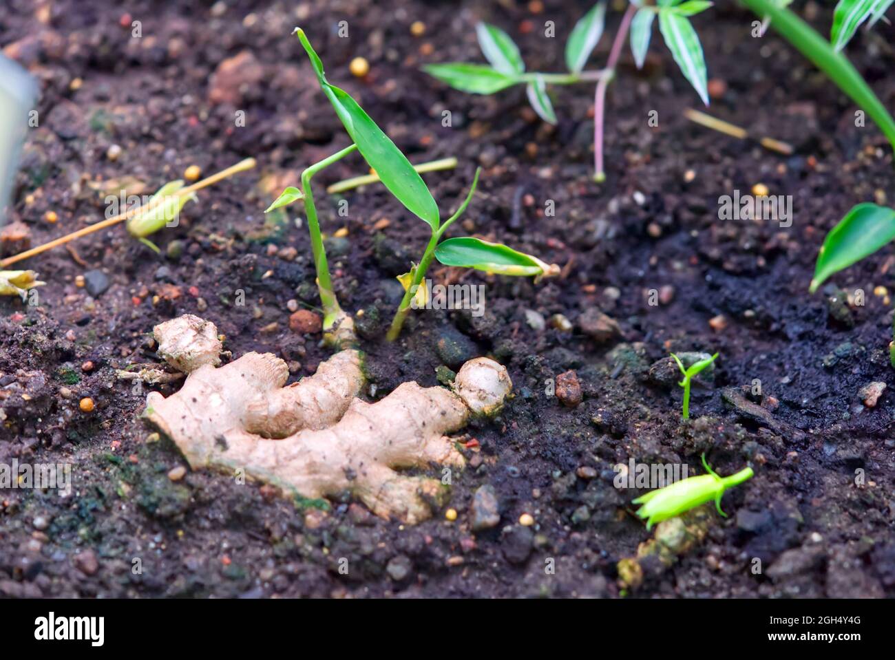 Young ginger plant growing in soil Stock Photo Alamy