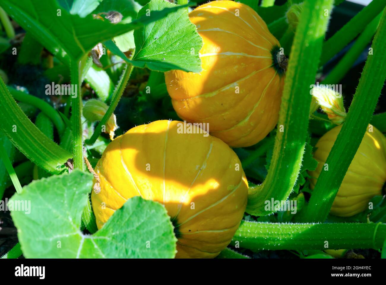 Big pumpkin growing on a pumpkin patch in a village Stock Photo - Alamy
