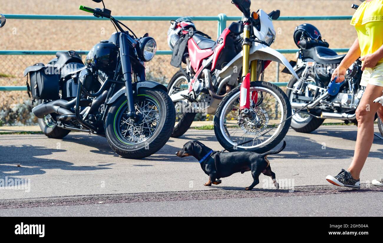 Brighton UK 5th September 2021 - A dachshund dog at the Ace Cafe Reunion Brighton  Burn Up event held along Madeira Drive on the seafront . The event is acclaimed as one of the best motorcycle events in the World and celebrates the famous North London Ace cafe which closed in 1969 and then reopened in 2001 from where bikers set off from in the morning and ride to Brighton : Credit Simon Dack / Alamy Live News Stock Photo