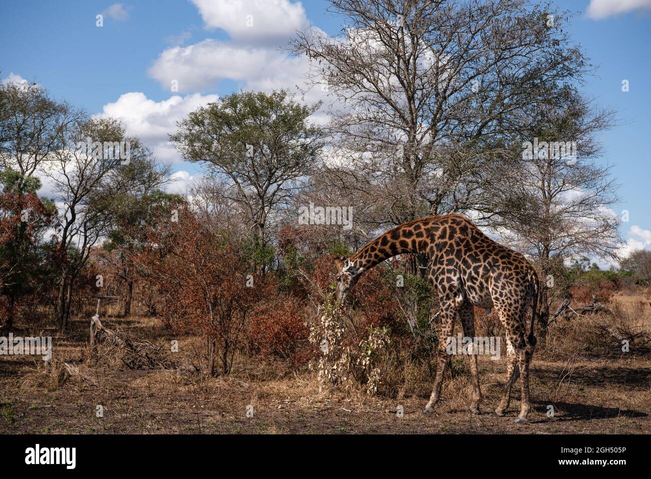 A giraffe feeding on a burnt bush Stock Photo