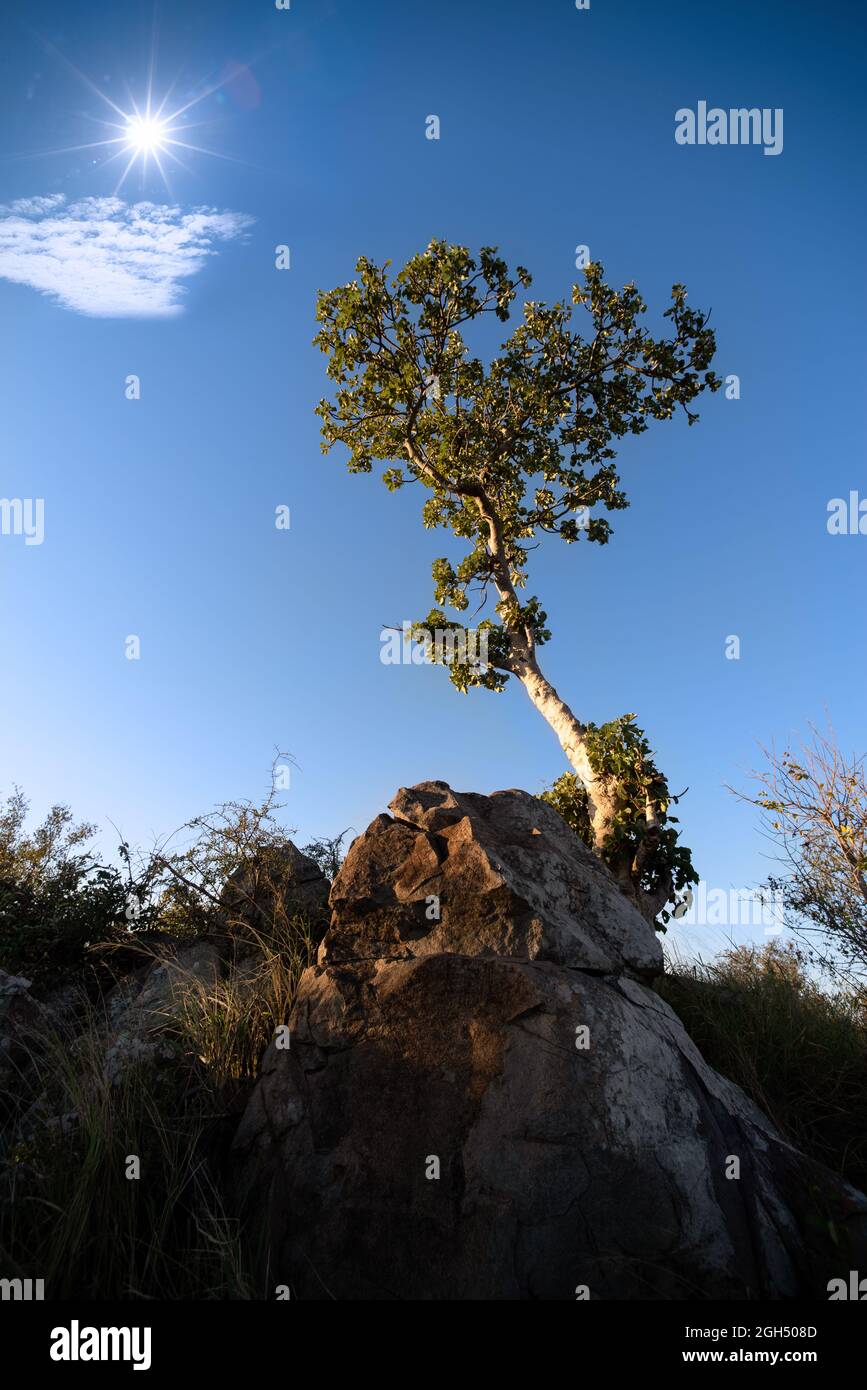 Beautiful Rock fig growing in amongst rocks in the greater Kruger National Park Stock Photo