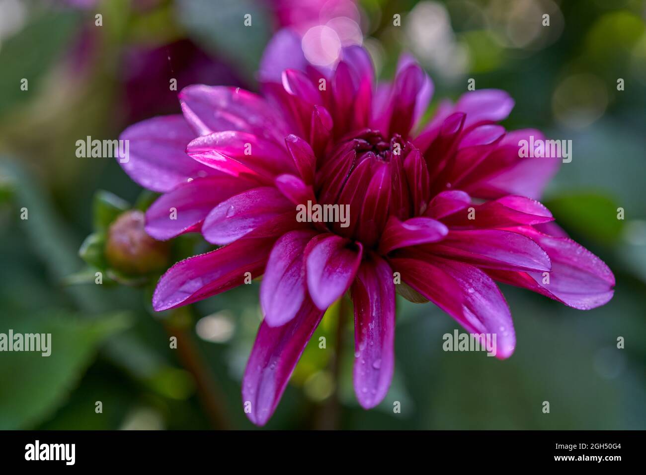 Lush colorful dahlia flower close up Stock Photo - Alamy