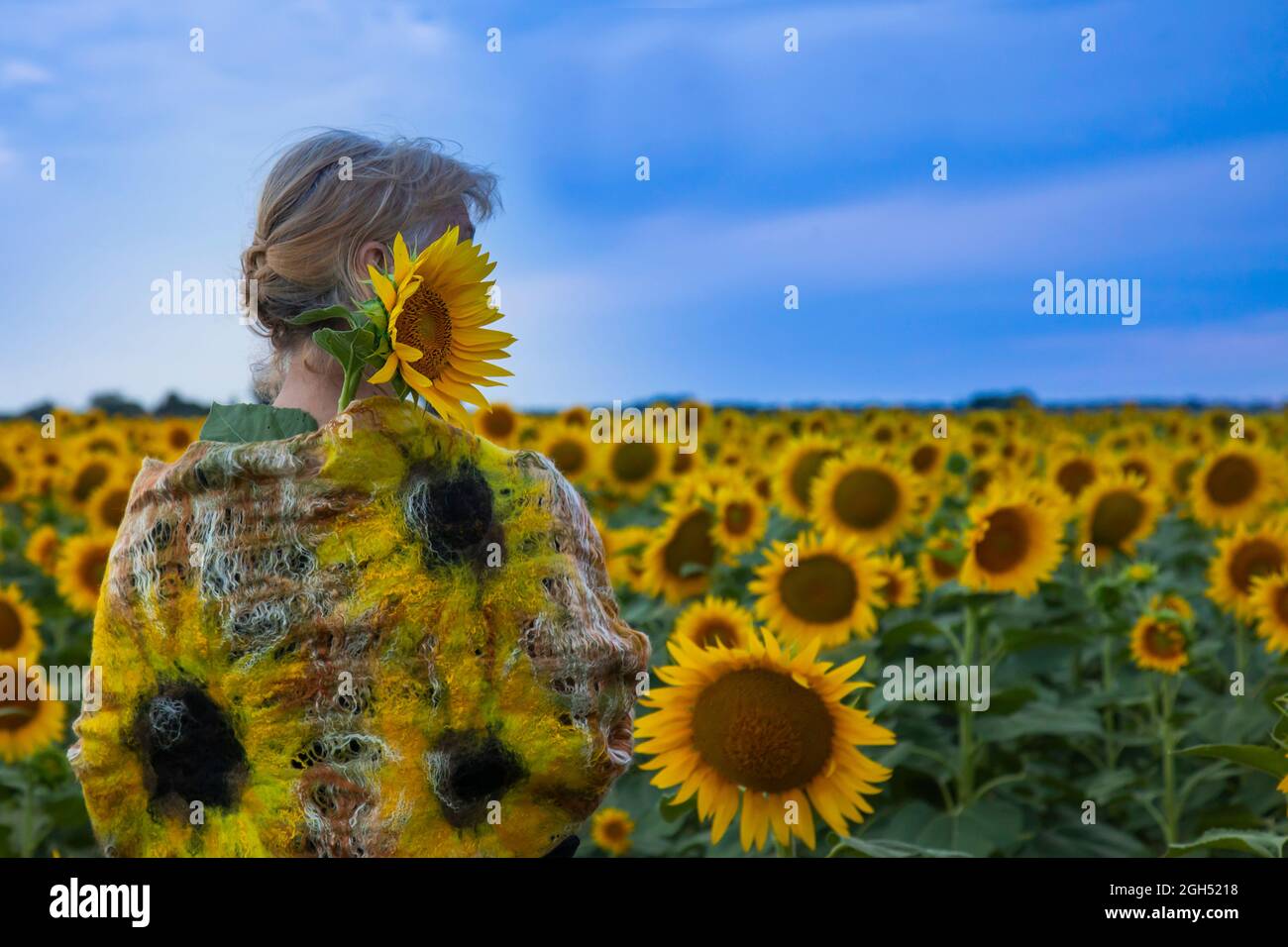 beautiful elderly woman sunflower field admires the sunset sky Stock ...