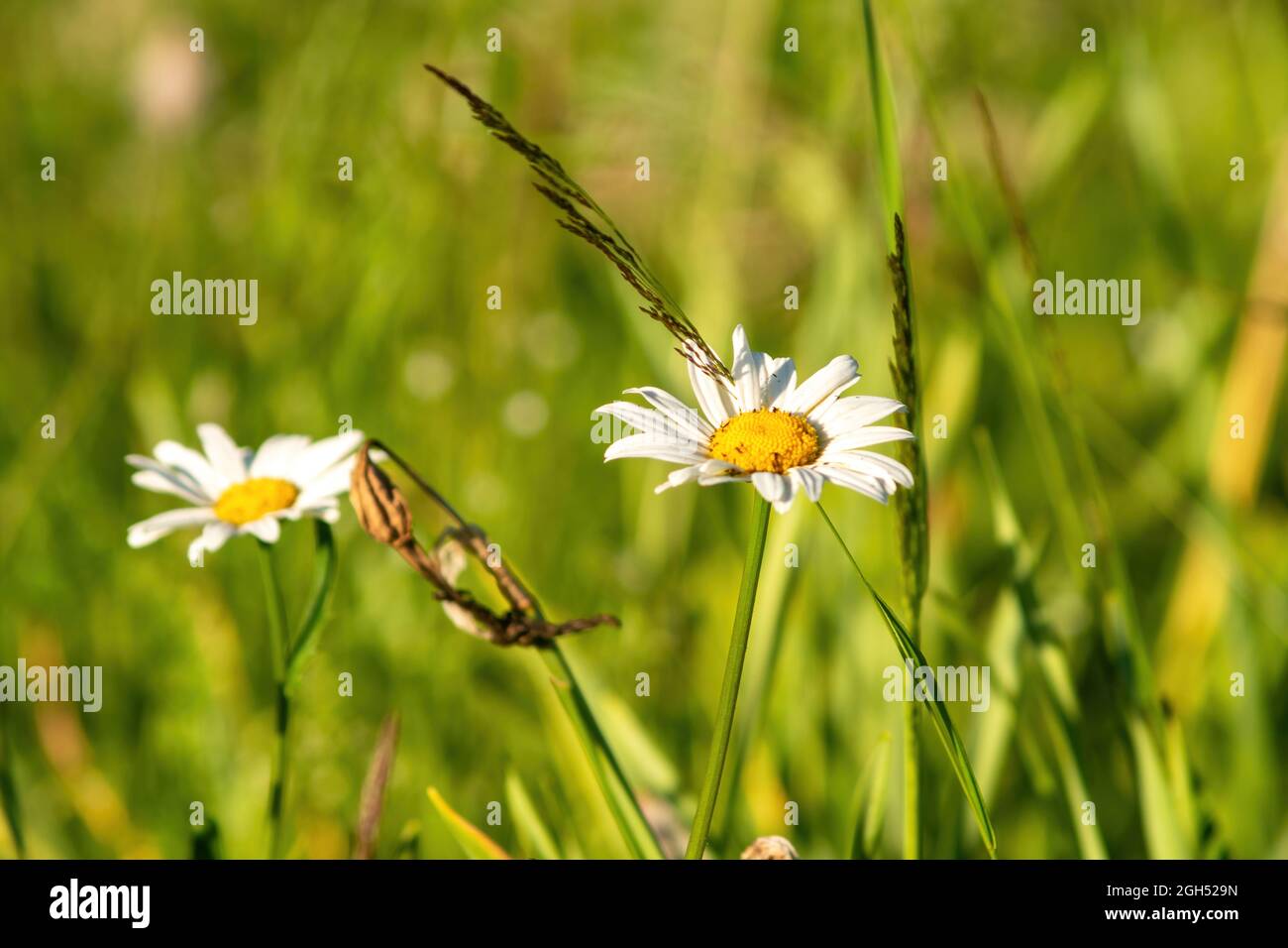 chamomile among the wild grass in the garden, in summer Stock Photo - Alamy