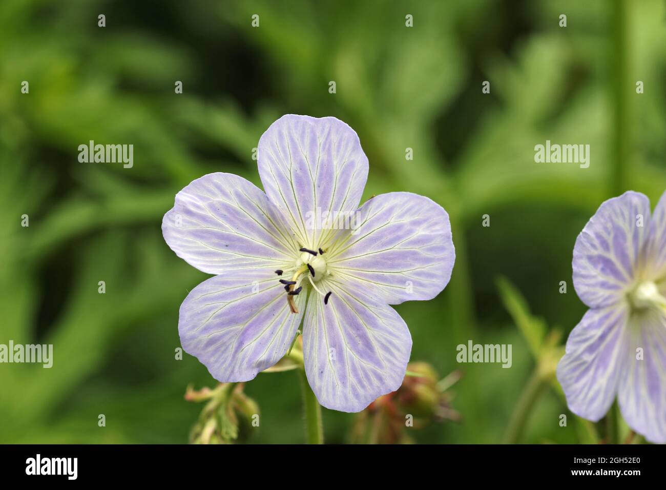 Violet cranesbill with white marked veins, unknown Geranium species, flower in close up with a background of blurred leaves. Stock Photo
