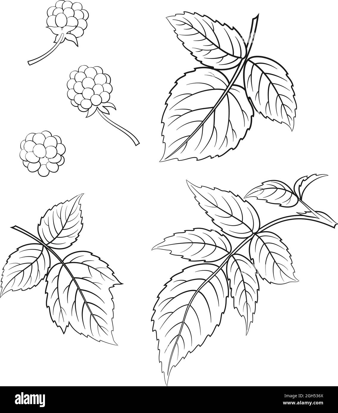 Blackberry and Leaves, Black Contours on White Background. Vector Stock