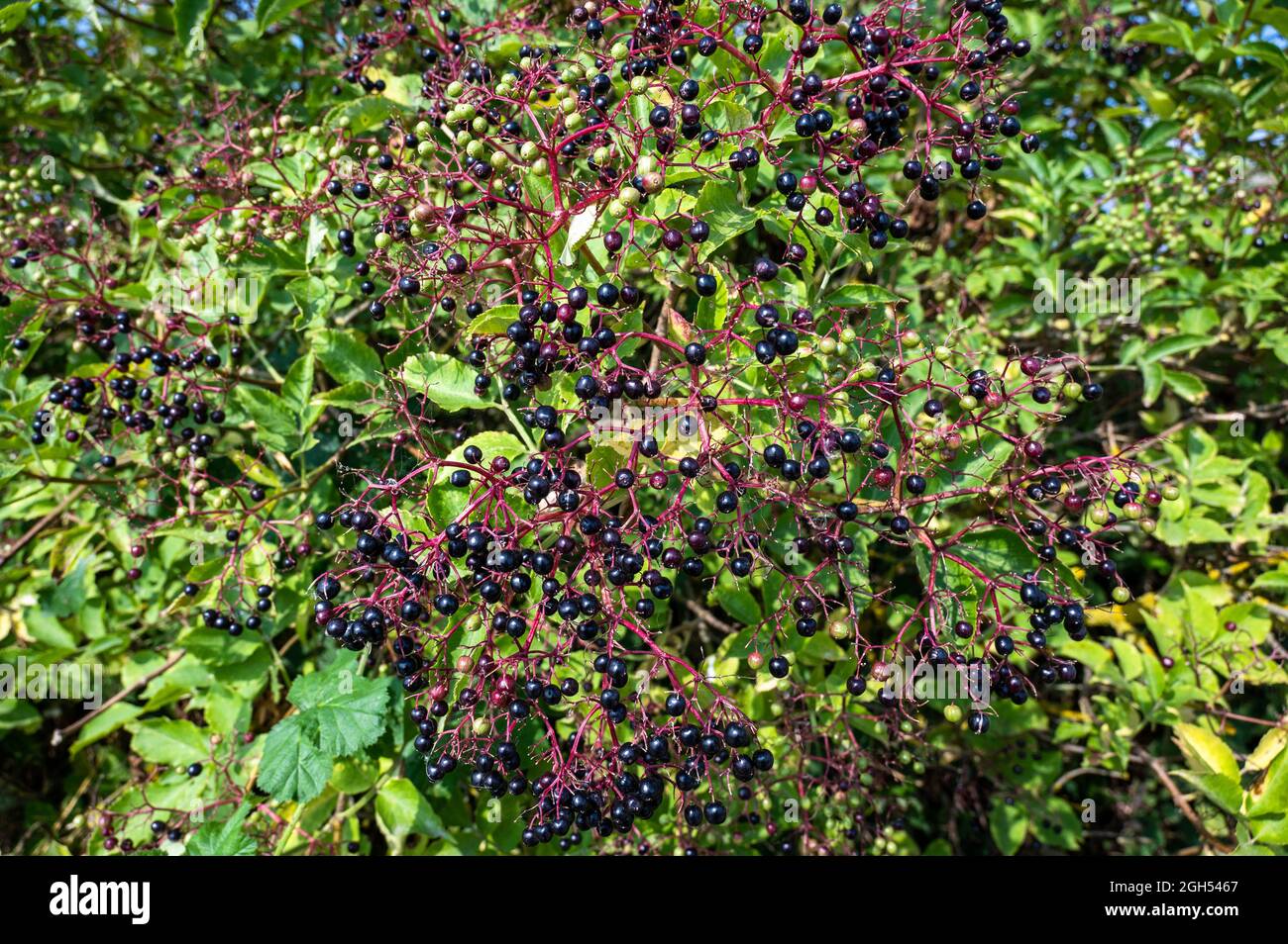 A view of an abundance of Blackcurrants on a bush in Norfolk countryside Stock Photo