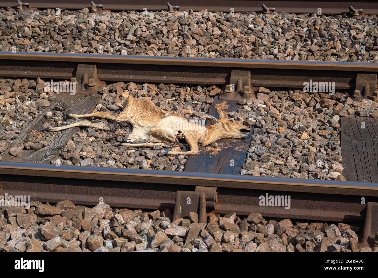 A view of a deer remains laying between train tracks after being hit by