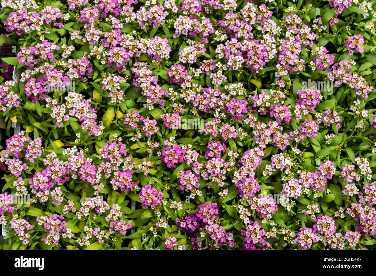 Close up of ground covering blossoming Lobularia maritima. Small flowering perennial plant with white and pink flower, Sweet alyssum. Stock Photo