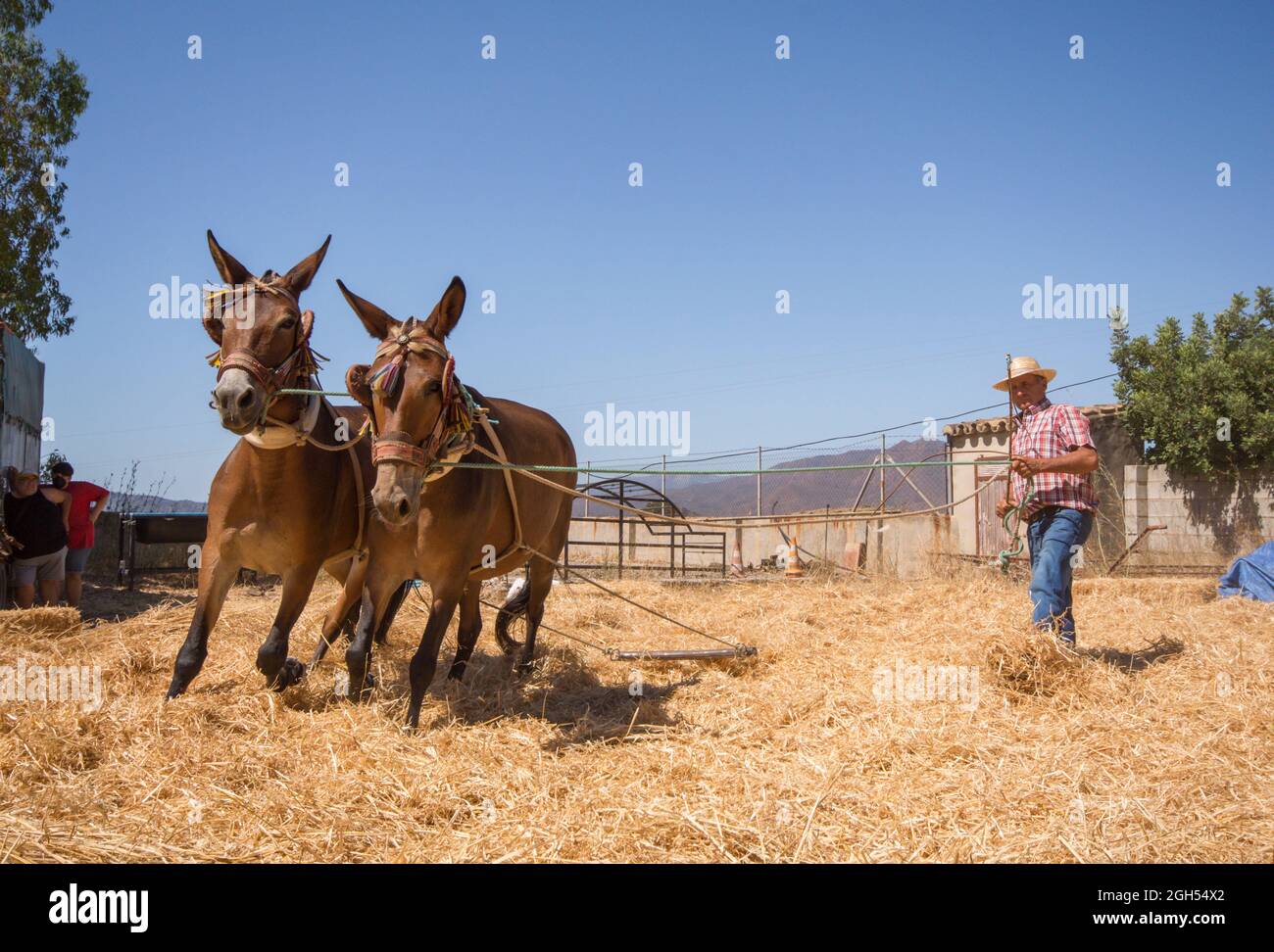Spanish man on threshing board, separating cereals from their straw in
